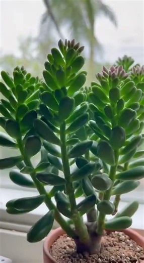 How to grow a flourishing and sustainable jade tree