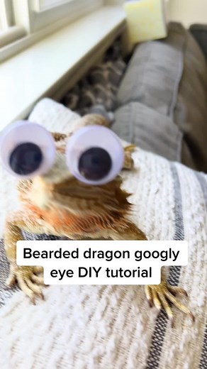As promised, here is the DIY Tutorial of the googly eyes I made for my bearded dragon! These are a prop and ok to use very occassionally for very short periods of time. They sure look so cute and funny! Let me know if you make some! #diy #tutorial #beardeddragon #beardeddragoncraft