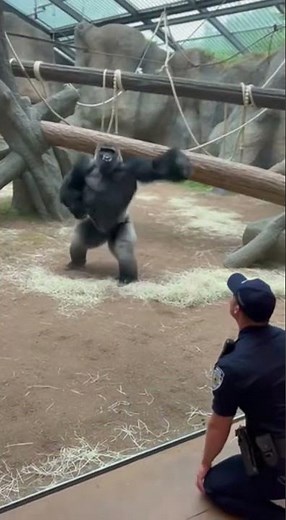 Gorilla Does a BACKFLIP to Flex on a Cop! 🤯 Watch This Epic Moment #wildlife #animals #viral