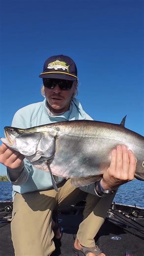 Originally from South East Asia, these thing flew on a UFO and ended up in Lake Okeechobee 😂Actual alien of a fish! Idk what the bass were thinking when they started seeing these float around their heads! #alien #clownknifefish #florida #okeechobee | Tommy Wood Fishing