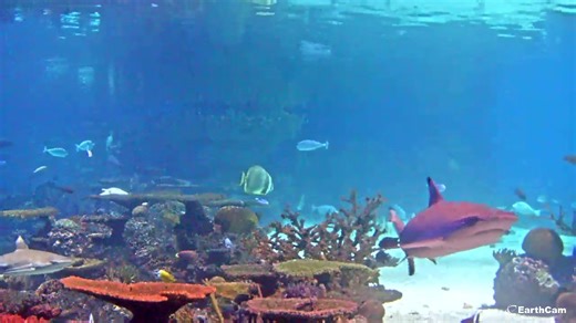 EarthCam Live - Shark Cam - Baltimore, MD