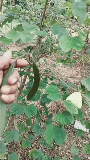 The same parts of any plant is a good source of humus#trending #garden#outdoorgardening