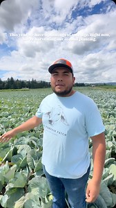 Watch our crew hand harvest green cabbage. #farm #farming #cabbagepatch #sauvieisland #thepumpkinpatch #pumpkinpatch #oregon #pdx #johndeere | The Pumpkin Patch, Sauvie Island