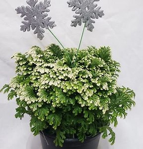 Caring For And Propagating Frosty Fern | So Easily Distracted