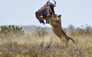 高清实拍强壮狮子捕猎瞬间，闪电般的速度，让猎物毫无招架之力