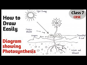 How to draw Photosynthesis Diagram Easily Step by Step for beginners. Class 7