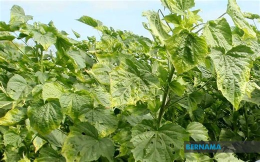 CAP Seeks Stronger Support For Value-added Kenaf Production To Boost Farmers' Income