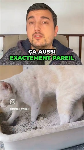 😼 | Lolcat