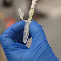 Video: A Simple, Rapid, and Quantitative Assay to Measure Repair of DNA-protein Crosslinks on Plasmids Transfected into Mammalian Cells