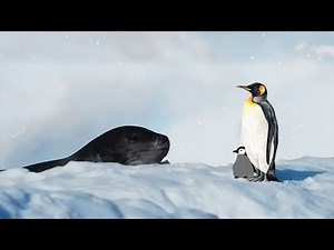 March of the Emperor: Untold Secrets of Antarctica’s Most Resilient Bird