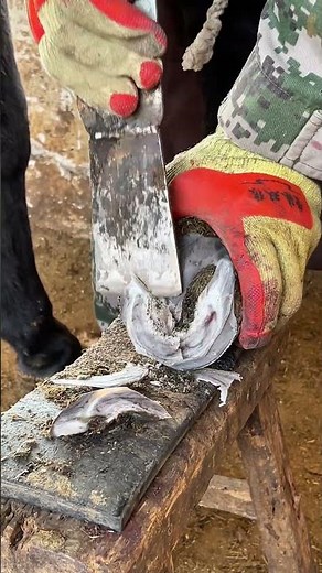A rural artisan trims a donkey's hooves with exquisite knife skills.