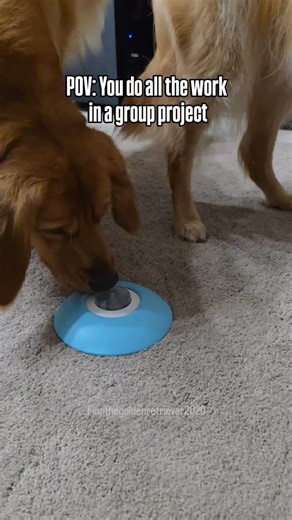 Huck does all the work and Finn gets fed... Is Finn being lazy or is this smart? Let us know what you think? #dogbrothers #funnyvideo #funnydogvideo #dogvideo #goldenretriever | FINN, HUCK, and WILLOW | Two Goldens and a Chi-weenie!