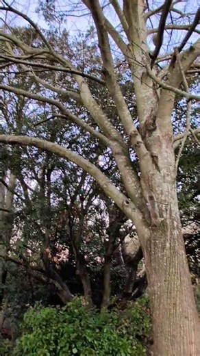 🎵🎵 Feeding squirrels under a tree. #squirrel #animals #nature