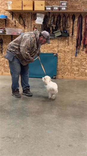 Ellie’s learning that coming when called = good things happen! 🐾💛 | Wilson's Dog Training