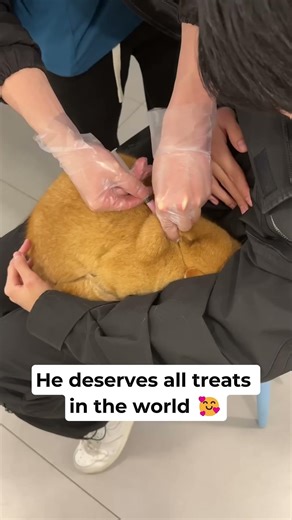 Brave Orange Cat Stays Calm During Vaccination 🧡💉 #shorts