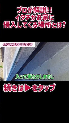 [Explained by a professional!] Where do weasels invade your home?