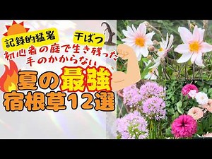手がかからない！綺麗でタフな夏最強宿根草12選 花沢山咲く