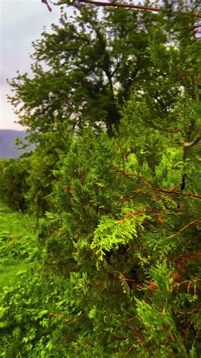 Happy Rainy Day in Islamabad