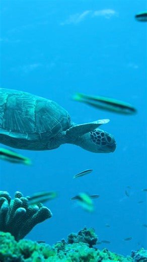 In 2023, the National Geographic Pristine Seas team traveled to the Federated States of Micronesia and, working in close partnership with Blue Prosperity Micronesia and the Federated States of Micronesia government, assessed the remarkable marine ecosystems in Chuuk, Pohnpei, Kosrae, and Yap. The data they collected will contribute to the nation’s goals of traditional and sustainable resource management. Here, videographer Manu San Félix captured stunning footage of a green sea turtle swimming i