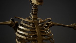 bones of the Human skeleton