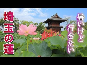 【穴場の蓮池】埼玉の隠れた蓮スポット3選/蓮の花は早朝に見るのが吉/埼玉観光旅行vlog