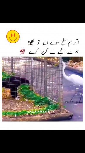 Wolds Clips on Reels