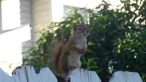 Mesmerizing Squirrel Foraging in the Peaceful Woods