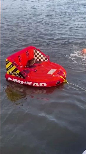 This Raccoon’s Olympic-Level Raft Jump 😂