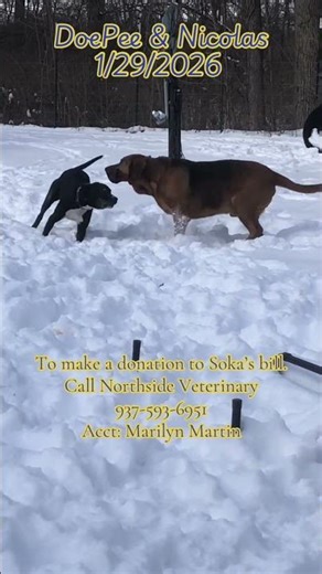 Best Friends playing in the snow