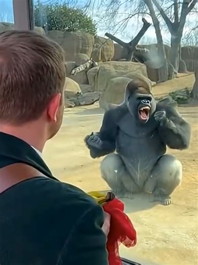 Laughing Gorilla Magic Prank in American Zoo