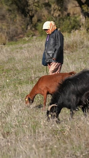 mavi media 48 on Instagram: "Köyde zaman emekle ölçülür. Gün doğmadan başlar, gün batınca biter. #köylü #emek #köyhayatı #üretenler#muğla"