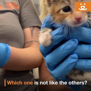 2.8K shares · 362 comments | Homeless pets like Gus Gus sometimes need a helping hand. Your monthly support makes sure we're ready with the special care they need. | Best Friends Animal Society | Facebook