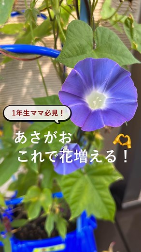 みぐ🟠 ｜暮らし｜植物｜料理｜ときどき子供👦🏻☀️ on Instagram: "朝顔の増やし方🌞🌴🌺✨ もうすぐ夏休み♡ うちは、今年2年生なので 去年、大成功したあさがおの増やし方 教えます🧡 朝顔ってさ、たぶん家に来た時にはもう既に 荒れ狂ってメデューサになってると思うんだけど🐍 まとめてあげると収まりがいいし、花がめっちゃ増えるよ‼️ 自由研究にもばっちり😉💗 ....さらに上手に育てるコツ.... ・土の量を増やす！ ☝️根っこを張る場所が増えるから強くなる ☝️土が増える分 保水性があがるから枯れにくい ・液体肥料を与える -去年もあったんだけど暑すぎて花が咲かないことが🥲- ☝️ハイポネックスを薄めてあげてみて！蕾あるのに咲かない！って時、特によく効く！ ・水は朝晩2回！ ☝️朝6~9時がおすすめ 1日生きる為の水を 夕方〜夜は、1日お疲れ様 夜ゆっくり休んでねの水を。 地面にもたっぷり水かけてまわりを冷やしてあげて！ 脇芽をたくさん出す分、水分も栄養もたくさん必要なのでひと手間かけるだけで花の量も種の量もめちゃ増えるよ💓 2年生で夏野菜 3年生で