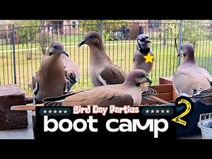 Achieving Dove Training Success