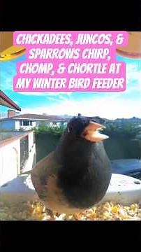 Chickadees, Juncos, & Sparrows Chirp, Chomp, & Chortle at My Winter Bird Feeder #birds #cute #nature