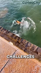 1.6K views · 29 reactions | This Dog Regularly Collects Trash from...