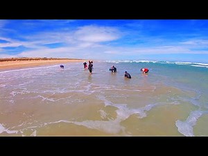 Goolwa Cockling | Catching Goolwa Cockles | South Australia Beaches | Fishing South Australia - Ep15