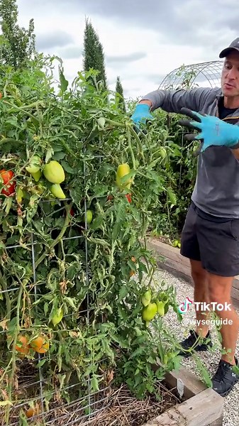 The other day, I trimmed back my tomatoes, and some were skeptical. Here’s where we’re standing after two weeks!