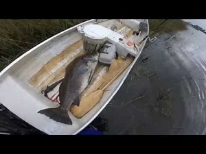 Cedar Key Monster Black Drum Fishing