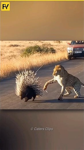 How porcupines shoot their quills | FactoVerse
