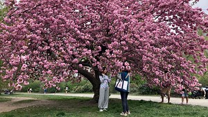 It's cherry blossom season in NYC! Here's where you can find the trees in bloom