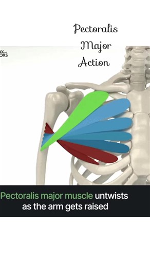 5.2K views · 72 reactions | Pectoralis Major muscle #PectoralisMajor #PectoralisMinor #Pecs #ChestMuscles #PecAnatomy #PectoralMuscles #PecsWorkout #UpperBodyAnatomy #PhysioAnatomy #MuscleAnatomy Clinical/Physiotherapy Focused: #PecTightness #PecStretch #PecPain #PecRehab #PhysiotherapyStudent #AnatomyLearning #PhysioLife | Physio Masud | Facebook