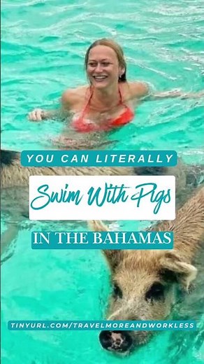 Best Caribbean Viator Tours 2026 — Swim With Pigs · Sea Turtles · Bioluminescent Kayaking 🐷🌴