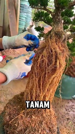 Inspirasi Bonsai Akar memanjang 🌱🌿🍃 #bonsai #hobby #nature #berkebun #trending #fyp #fypシ