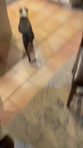 🐶 Tiny Surprise: Man's Reaction to Adorable Boston Terrier Puppy 🎉 | Boston Terrier World