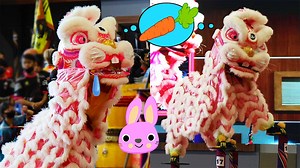 Rabbit Lion welcomes the Year of Rabbit of Chinese New Year by high poles acrobatic lion dance show. The bunny lion dance was performed by the team of Fook Teck Kung Temple (兵南邦福德宫龍麒狮团) from Penampang, Sabah (Malaysia). #liondance #rabbit #yearofrabbit #bunny #bunnylion #rabbitlion #chinesenewyear #lunarnewyear #pickgreen #舞狮 #采青 #舞獅 #採青 #农历新年 #農曆新年 #兔 #兔年 #高桩舞狮 #高樁舞獅 | MySabah