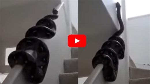 Python Snake Video: వామ్మో..మెట్ల గోడపై పాకుతూ వెళ్తున్న కొండచిలువ.. ఈ వీడియో చూసే ధైర్యం మీకుందా..