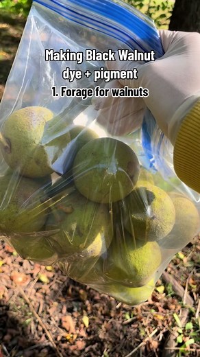 Brb gotta dye now. Recipe👇🏽 I made wool, silk, and cotton dye samples from Black Walnuts foraged on occupied Narragansett territory — Providence, Rhode Island. Black Walnut dye is considered lightfast and wash fast, meaning the dye should remain stable throughout the fabric’s lifespan. I followed recipes by Joy Boutrup and Catherine Ellis in their book “The Art and Science of Natural Dyes”. You can also find measurements in online recipes (YouTube and blogs like RISD Nature Lab Botanical Color