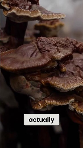 Reishi production runs approximately six months from inoculation to harvest under standard prot