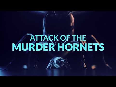 TRAILER // ATTACK OF THE MURDER HORNETS an Original Documentary Now On Discovery+